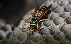 Our local pest controllers across the uk. Appleton Pest Control Services Wasp Yellow Jacket Extermination Box Elder Ladybug Infestation Removal The Bee Guy Wisconsin The Bee Guy Wisconsin