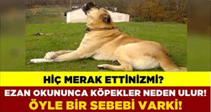 Ogrenince Cok Sasiracaksiniz