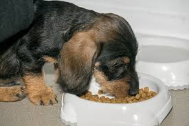 Read the official breed club health statement. What Do Dachshunds Eat I Love Dachshunds