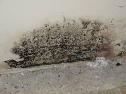 To use the kit, pour the growth medium in the petri dish, replace the lid, and allow it to gel for one hour. To Test Or Not To Test For Mold Healthy Indoors