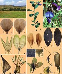 Image result for Crotalaria senegalensis