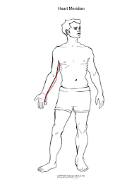Heart Meridian In Chinese Medicine Big Tree School Of