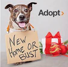 Adoption Promotions Animal Rescue Ideas Dog Marketing Pet Adoption