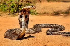O Hayvan Adli Kullanicinin Surungenler Panosundaki Pin Goruntuler Ile King Cobra Vahsi Hayvanlar Surungenler