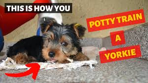 Sultry, sentimental, and a little bit sinister. How To Train A Yorkie With Pictures Wikihow