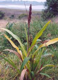Image result for Sorghum bicolor