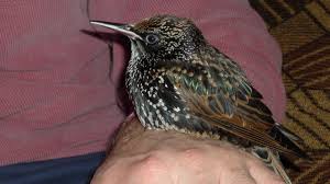 In 1890, a flock of 100 of these birds were released in new york city`s central park. Adult Diet For European Starlings Crittertude
