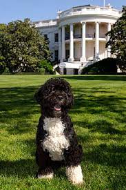 ^ wawancara eksklusif rcti dengan barack obama (часть 2). Category Bo Dog Wikimedia Commons