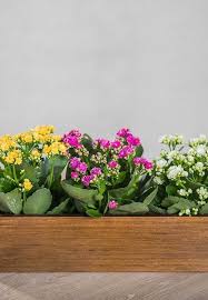 Kalanchoe An Amazing Colorful Plant How To Care Seedlings And Diy Decorating Ideas My Desired Home In 2020 Colorful Plants Plants Kalanchoe Flowers