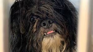 He enjoys people and will do well with any size family. Matted Dirty Havanese Mixes Rescued From Hoarding Situation In Temple Terrace