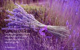 Lilac Flower Vertaling Best Flower Wallpaper