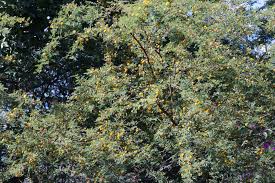 Image result for Acacia farnesiana