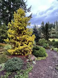 Image result for Landolphia incerta