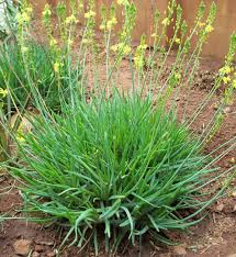 Image result for Bulbine asphodeloides