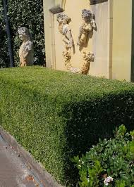 Image result for Murraya