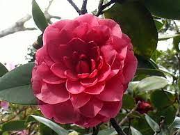 Henry Price Camellia Rose Flowers