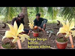 Salah satu varian tanaman bonsai yang banyak digemari adalah bonsai kelapa albino. Nego Harga Bonsai Kelapa Albino Sayat Vinishing Kelapa Albino Youtube