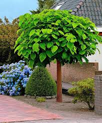Der Trompetenbaum Catalpa Bignonioides 8 Trompetenformigen Bluten Juni Juli 20 Cm Langen Herzformigen Blatter Farb Baume Garten Garten Trompetenbaum