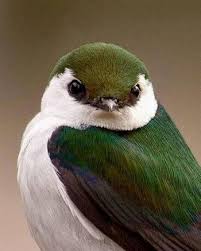 Birds And Blooms Contest Talking To Your Child About The Birds And Bees Most Beautiful Birds Beautiful Birds Birds