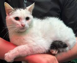 This picture is Tucker from his former enclosure in the SanFrancisco Zoo.  We visited him there 2 years ago just before he moved to Fiona and Bibi. He  looks so much happier