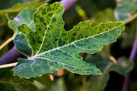 Nov 01, 2017 · ficus carica, the common fig, is a rapidly growing tree that can spread by both seeds and cuttings, and if left unattended will form dense thickets that displace native trees and shrubs (weber, 2003). Fig Tree Mosaic Virus Francisco Jesus Gomez Galvez Flickr