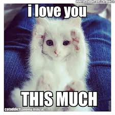 Toocute Truestory Cute Baby Animals Funny Cat Memes Cute Funny Animals