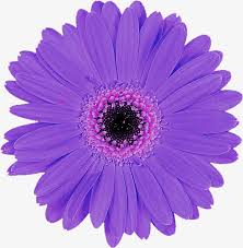 Check spelling or type a new query. Daisy Png Pink Sun Flower Png Transparent Png 5283853 Png Images On Pngarea