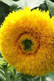 Some native americans used the roots as medicine for sores, burns, and rheumatism. Fluffy Sunflower Plants Unusual Flowers Beautiful Flowers