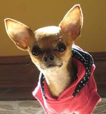 Chihuahuas Are Very Smart And Curious I Really Love The Big Ears And The Expression On This Little Cutie Chihuahua Cute Chihuahua Chihuahua Lover