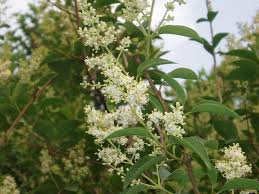 Image result for Ligustrum lucidum