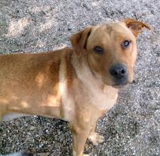 Adopt Sarge On Petfinder Dogs Terrier Dogs Labrador Retriever Mix