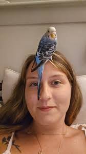 Should I get a male or female budgie as a companion for my one year old  male budgie?