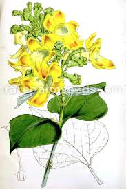 Image result for Gmelina