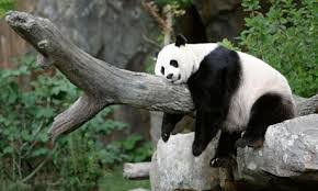 Tout le monde a un animal totem! Panda Symbolic Meaning Panda Symbolism