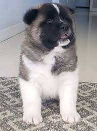 Lancaster puppies advertises puppies for sale in pa, as well as ohio, indiana, new york and other states. Akita Puppies For Sale Frog Hollow Ct Akita Puppies For Sale Akita Puppies Cute Puppy Breeds