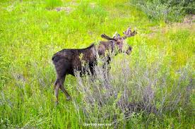 A wyoming dude ranch vacation at triangle x, offers unparalleled horseback riding and one of the most complete outdoor recreation packages of any facility in the mountain west. A Young Bull Moose Along The Snake River Near Moose Junction Visitor Center In Grand Teton National Park