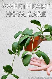 Dab a bit of honey or cinnamon on the cut ends to discourage bacteria. Sweetheart Hoya How To Care For A Hoya Kerrii Joy Us Garden