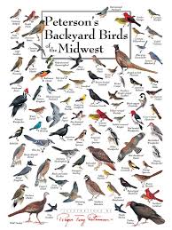 Backyard Birds Of North America Poster Peterson S Backyard Birds Of The Midwest Jigsaw Puzzles Backyard Birds Birds Bird Identification