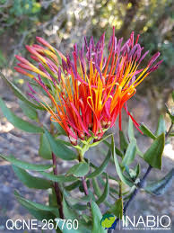 Image result for Loranthaceae