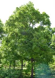 Image result for Chamaecrista comosa