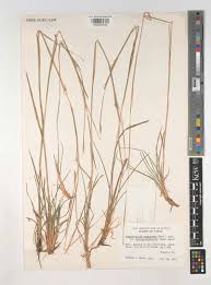 Image result for Schizachyrium sanguineum