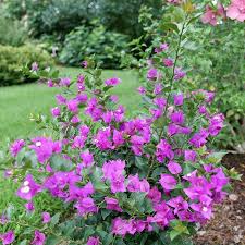 Image result for Bougainvillea