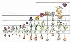 Premium Holland Bulbs Flower Bulbs Daylilies Daffodils Dahlias Perennials Tulip Bulbs Garden Plants Peonies Planting Bulbs Planting Tulips Bulb Flowers