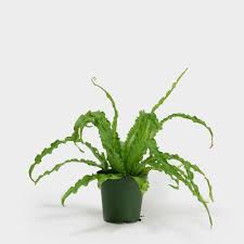 Birds Nest Fern Safe For Cats Pin On No Place Like Home