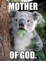 Mother Of God Shocked Koala Quickmeme