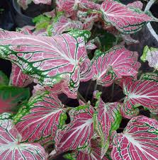 Caladium 33 Photos E Commerce Website