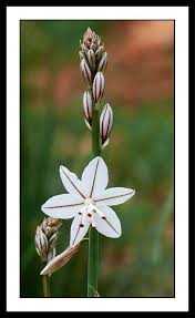 Planta liliácea, de flores grandes y hermosas : Pin En Plantas