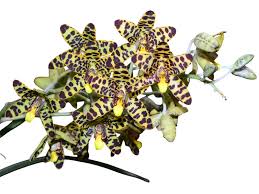 Image result for Xylia africana