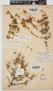 Image result for Euryops subcarnosus