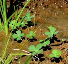 Image result for Marsilea burchellii